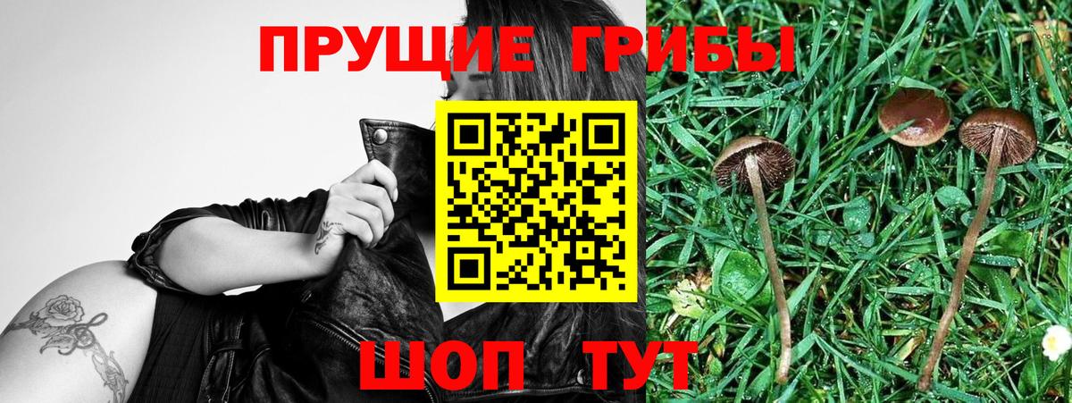 где продают   Зерноград  Галлюциногенные грибы Psilocybine cubensis 